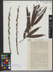 Foto von Salix viminalis L.